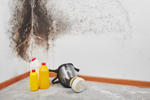 Best Best Mold Removal Companies  in Merrillville, IN