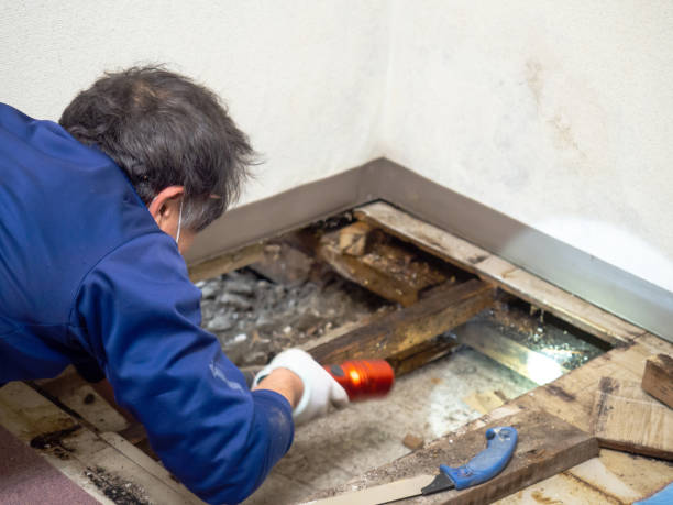 Best Mold Removal Near Me  in Merrillville, IN