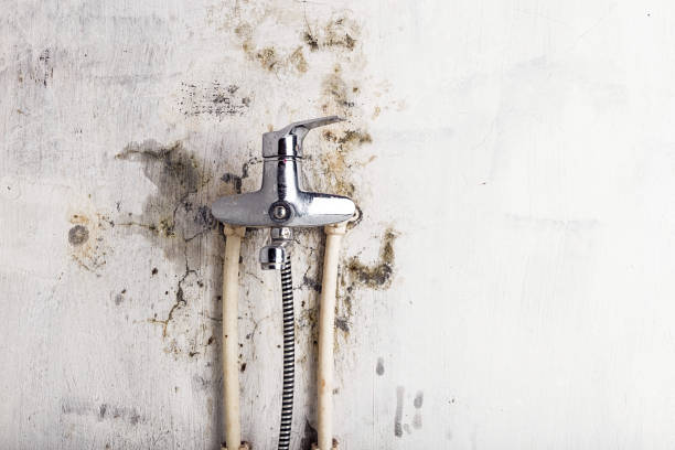 Best Mold Removal Process  in Merrillville, IN