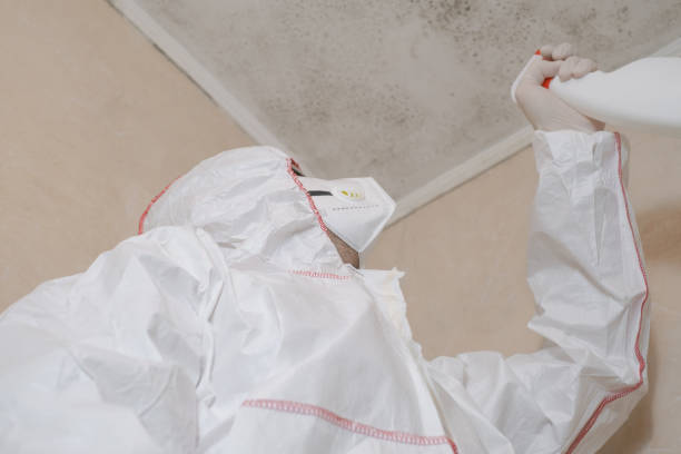Mold Removal Process in Merrillville, IN