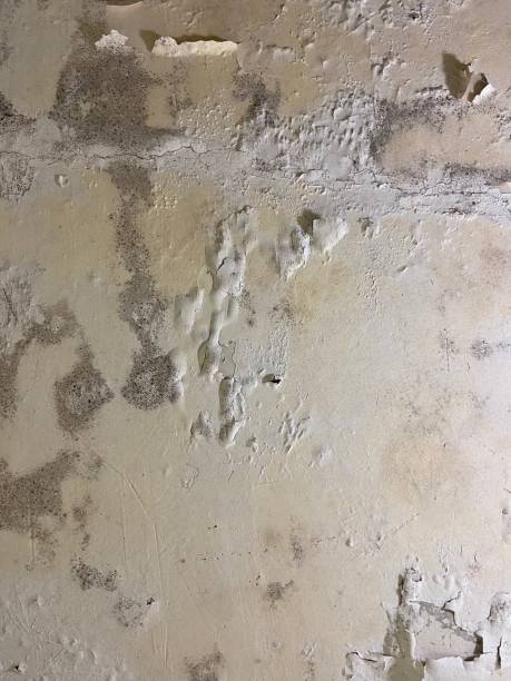 Best Attic Mold Removal  in Merrillville, IN
